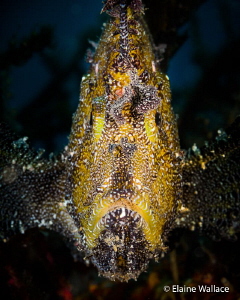 Mr Grumpy!  A leaf scorpion fish looking down on me. by Elaine Wallace 